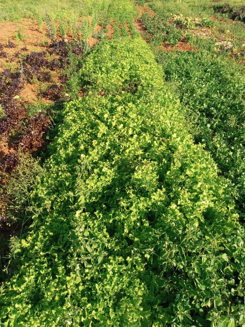 WhatsApp Image 2020-11-07 at 23.30.05 (2).jpeg